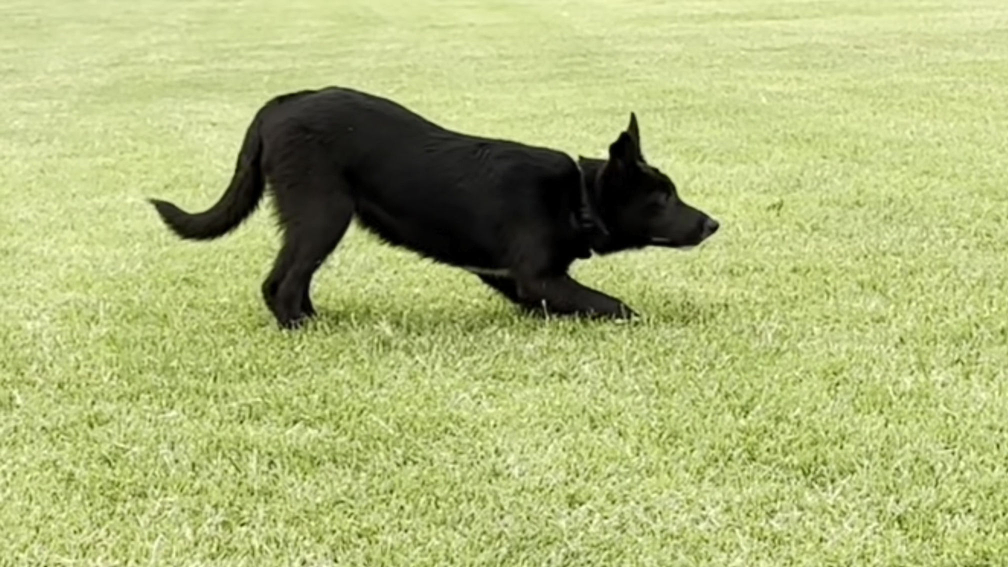 Herding Play - Teaching Direction & Down